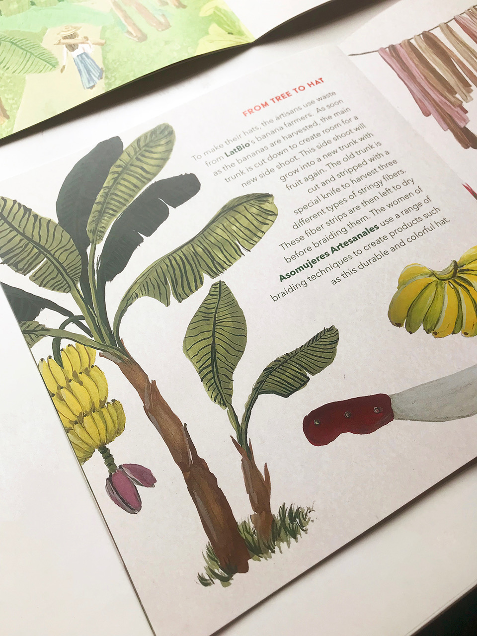 illustratie van bananenplant